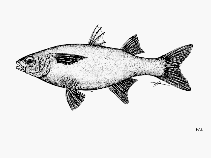 To FishBase images (<i>Chaenomugil proboscideus</i>, by FAO)