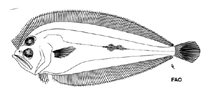 To FishBase images (<i>Chascanopsetta prorigera</i>, by FAO)