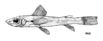 To FishBase images (<i>Chlorophthalmus punctatus</i>, by FAO)
