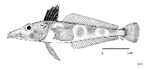 Image of Chionodraco rastrospinosus (Ocellated icefish)