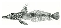Image of Channichthys richardsoni (Robust icefish)