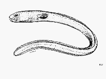 To FishBase images (<i>Chiloconger similis</i>, by FAO)