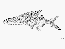 To FishBase images (<i>Cheilopogon spilopterus</i>, Sri Lanka, by FAO)