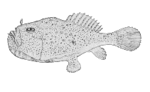 To FishBase images (<i>Chaunax stigmaeus</i>, Canada, by Canadian Museum of Nature, Ottawa, Canada)