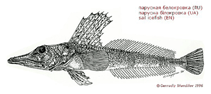 To FishBase images (<i>Channichthys velifer</i>, Kerguelen Is., by Shandikov, G.A.)