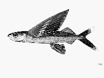 Image of Cheilopogon xenopterus (Whitetip flyingfish)