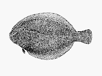 To FishBase images (<i>Citharichthys arenaceus</i>, by AFSCUS)