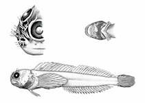 To FishBase images (<i>Cirrisalarias bunares</i>, Comoros, by Springer, V.G.)