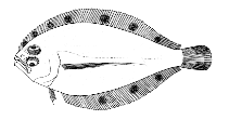 To FishBase images (<i>Citharichthys dinoceros</i>, Brazil, by Figueiredo, J.L./Menezes, N.A.)
