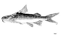 To FishBase images (<i>Cinetodus froggatti</i>, by FAO)