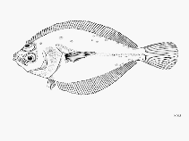 To FishBase images (<i>Citharichthys gordae</i>, by FAO)
