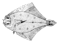 To FishBase images (<i>Citharichthys gymnorhinus</i>, Canada, by Canadian Museum of Nature, Ottawa, Canada)