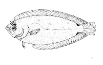 Image of Citharoides macrolepis (Twospot largescale flounder)