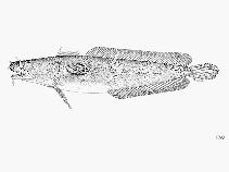 To FishBase images (<i>Ciliata septentrionalis</i>, by FAO)