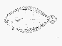 To FishBase images (<i>Citharichthys stampflii</i>, by FAO)