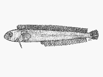 To FishBase images (<i>Clinoporus biporosus</i>, South Africa, by SFSA)