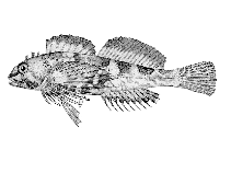 To FishBase images (<i>Oligocottus embryum</i>, USA, by Hopkins Seaside Laboratory)