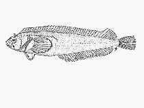 To FishBase images (<i>Clinus latipennis</i>, South Africa, by SFSA)