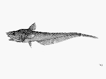 To FishBase images (<i>Coryphaenoides anguliceps</i>, by FAO)