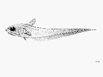 To FishBase images (<i>Coryphaenoides ariommus</i>, by FAO)