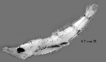 To FishBase images (<i>Coccorella atlantica</i>, by Gon�alves, A.S.)