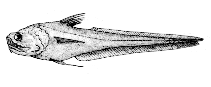 To FishBase images (<i>Chalinura brevibarbis</i>, Canada, by Canadian Museum of Nature, Ottawa, Canada)