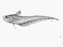 To FishBase images (<i>Coryphaenoides carminifer</i>, by FAO)