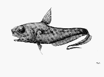 To FishBase images (<i>Coryphaenoides delsolari</i>, by FAO)