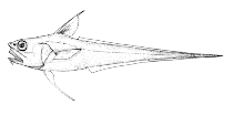To FishBase images (<i>Coryphaenoides filifer</i>, Canada, by Canadian Museum of Nature, Ottawa, Canada)