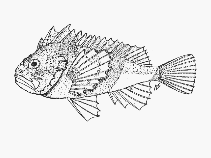 To FishBase images (<i>Coccotropsis gymnoderma</i>, South Africa, by SFSA)
