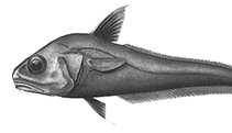 To FishBase images (<i>Coryphaenoides gypsochilus</i>, Galapagos Is., by Iwamoto & McCosker)