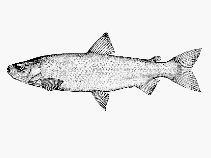 To FishBase images (<i>Coregonus huntsmani</i>, Canada, by Canadian Museum of Nature, Ottawa, Canada)