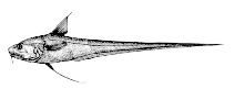 To FishBase images (<i>Coryphaenoides leptolepis</i>, Canada, by Canadian Museum of Nature, Ottawa, Canada)