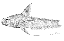To FishBase images (<i>Bogoslovius clarki</i>, Alaska, by Bull. U.S. Bur. Fish.)