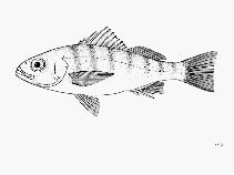 To FishBase images (<i>Conodon macrops</i>, by FAO)
