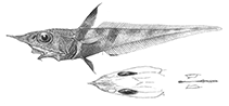 To FishBase images (<i>Coelorinchus melanosagmatus</i>, by Iwamoto & Anderson)