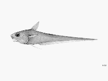 To FishBase images (<i>Coryphaenoides mexicanus</i>, by FAO)