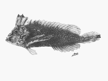 To FishBase images (<i>Cocotropus monacanthus</i>, South Africa, by SFSA)