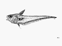 To FishBase images (<i>Coryphaenoides myersi</i>, by FAO)