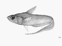 To FishBase images (<i>Coryphaenoides nasutus</i>, by FAO)