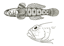 To FishBase images (<i>Monishia ochetica</i>, by Miller, P.J.)
