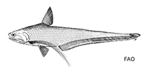 To FishBase images (<i>Coilia ramcarati</i>, by FAO)