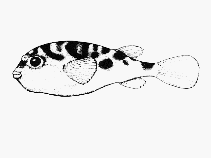 To FishBase images (<i>Contusus richei</i>, by CSIRO)