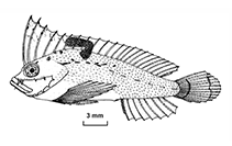 To FishBase images (<i>Cocotropus richeri</i>, New Caledonia, by Fricke, R.)