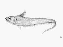 To FishBase images (<i>Coryphaenoides serrulatus</i>, by FAO)
