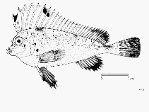 To FishBase images (<i>Congiopodus spinifer</i>, by FAO)