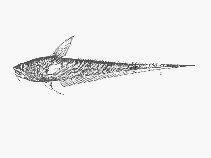 To FishBase images (<i>Coryphaenoides striatura</i>, South Africa, by SFSA)