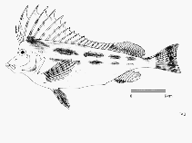 To FishBase images (<i>Congiopodus torvus</i>, by FAO)