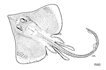 To FishBase images (<i>Cruriraja atlantis</i>, by FAO)