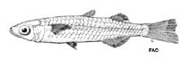 To FishBase images (<i>Craterocephalus capreoli</i>, by FAO)